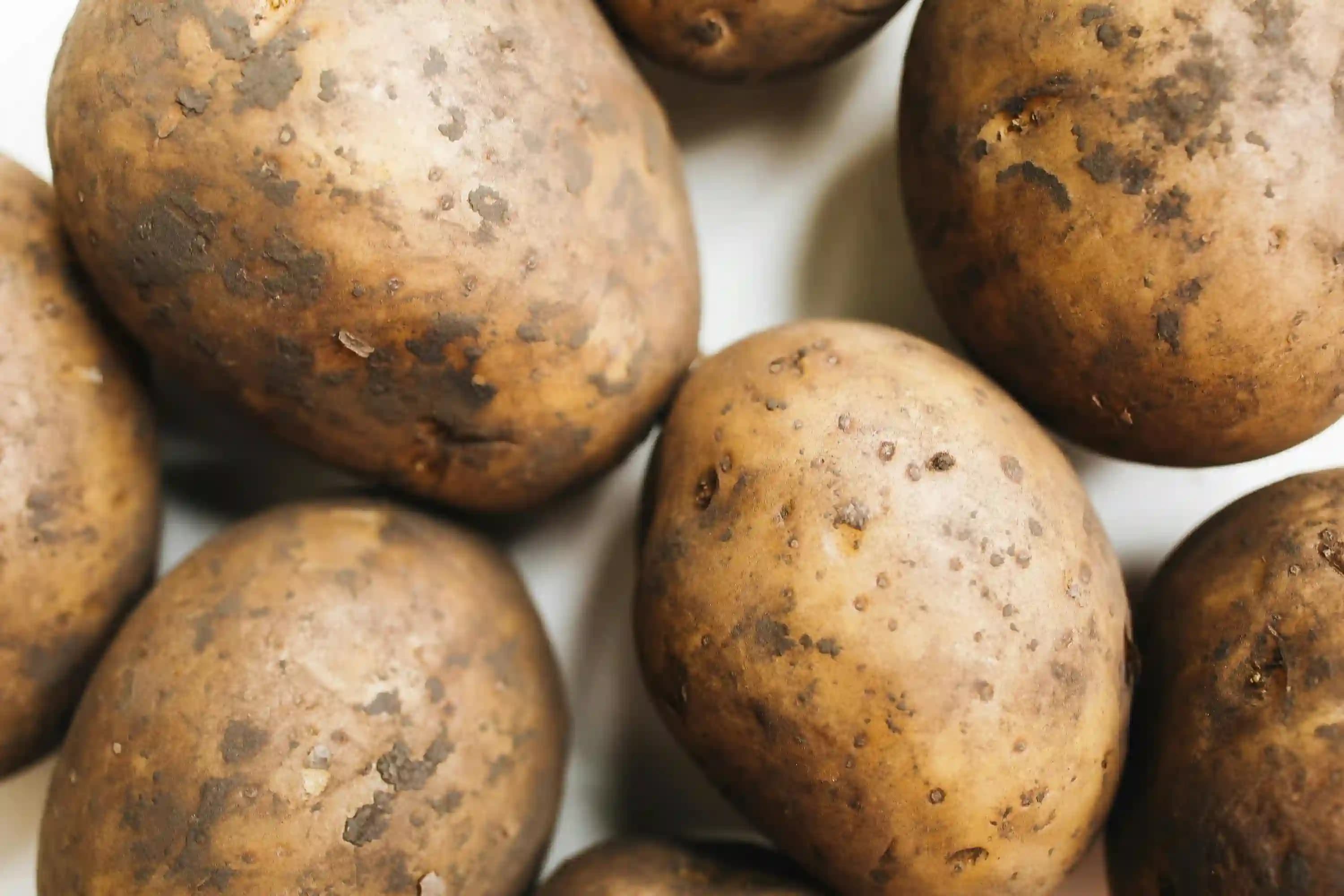 Zašto je baš krompir zvezda Macfruta 2025?