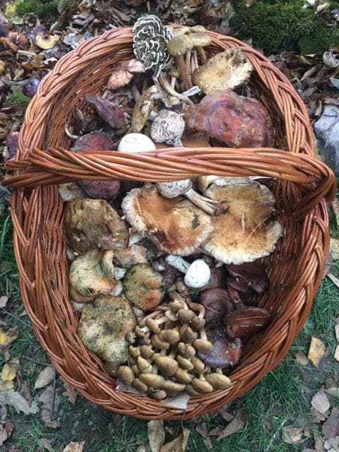 Fruška gora okupila ljubitelje gljiva