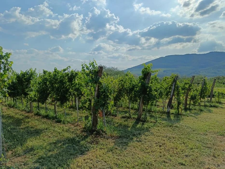 Stručno savetovanje u Somboru: inovativni pristupi poljoprivredi