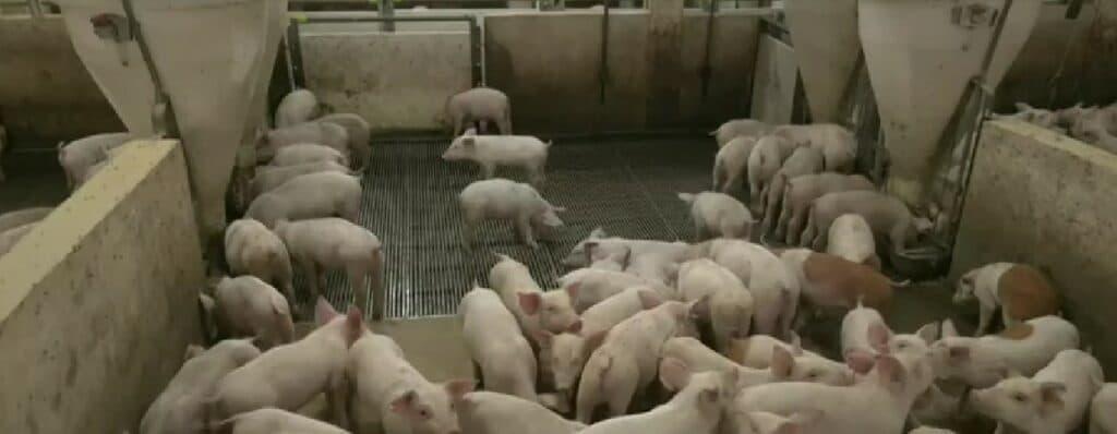 Male farme se gase, velike rade nikad bolje, a na trpezama uvozna svinjetina